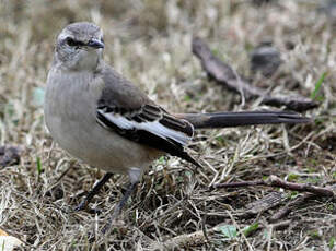 Moqueur à ailes blanches