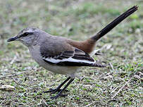 Moqueur à ailes blanches