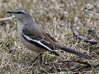 Moqueur à ailes blanches