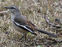 Moqueur à ailes blanches