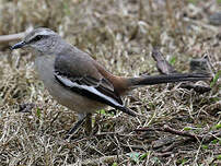 Moqueur à ailes blanches