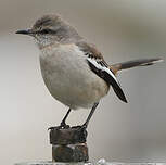 Moqueur à ailes blanches