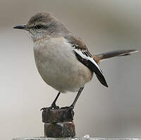Moqueur à ailes blanches