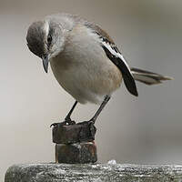 Moqueur à ailes blanches