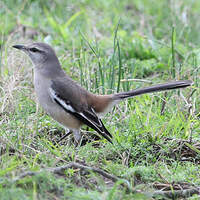 Moqueur à ailes blanches