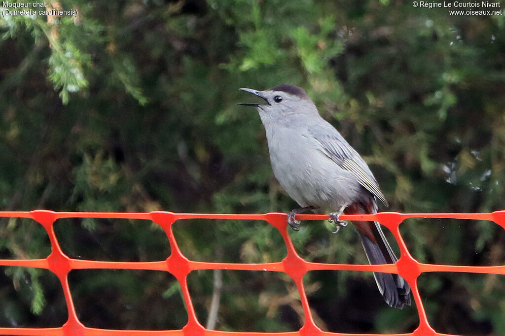 Grey Catbird