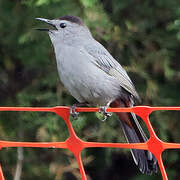 Grey Catbird