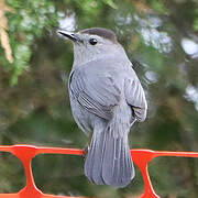 Grey Catbird