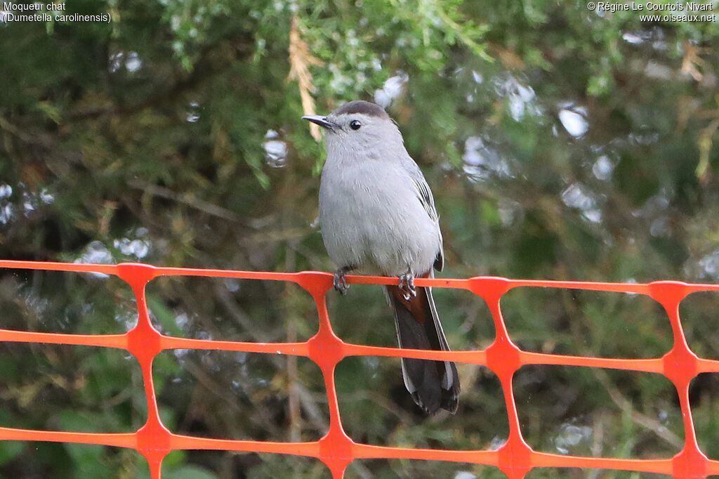 Grey Catbird