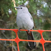 Grey Catbird