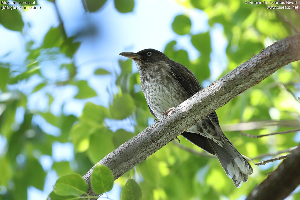 Pearly-eyed Thrasher