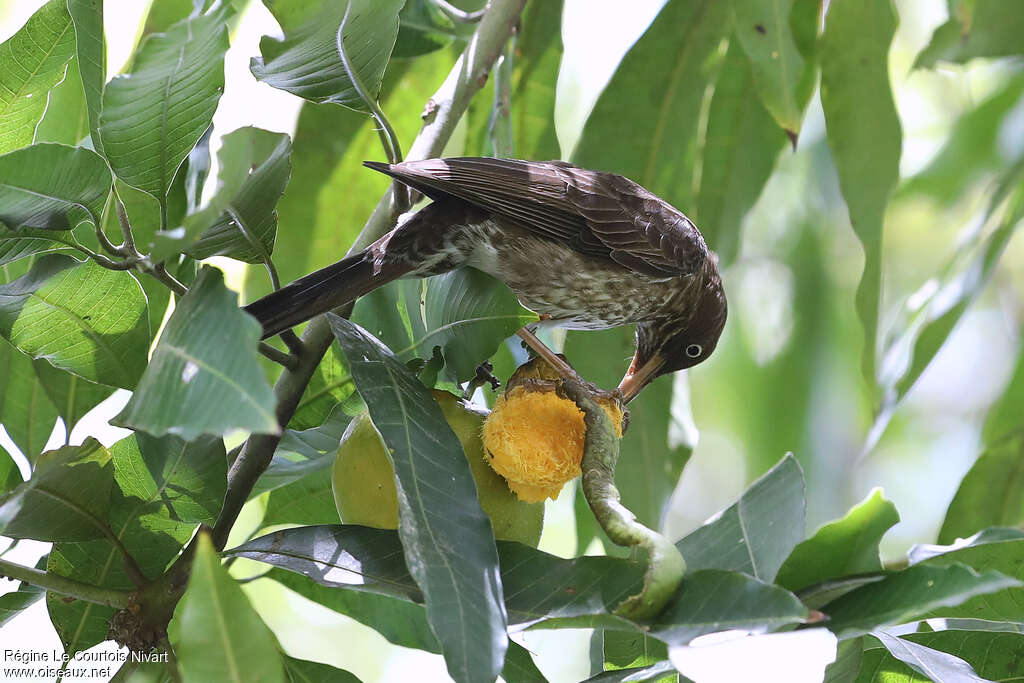 Pearly-eyed Thrasher, feeding habits, eats