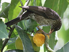 Pearly-eyed Thrasher