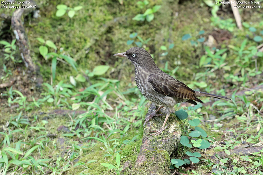 Pearly-eyed Thrasher, identification