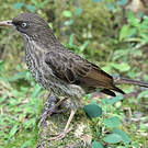 Moqueur corossol