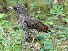 Pearly-eyed Thrasher