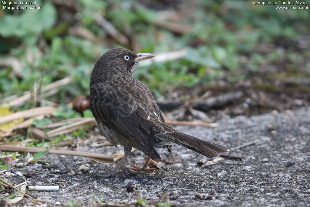 Pearly-eyed Thrasher