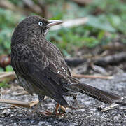 Pearly-eyed Thrasher