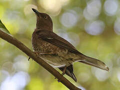 Scaly-breasted Thrasher