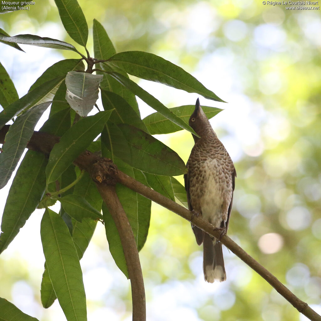 Scaly-breasted Thrasher