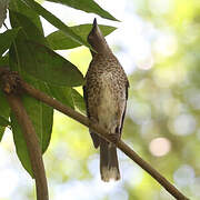 Scaly-breasted Thrasher