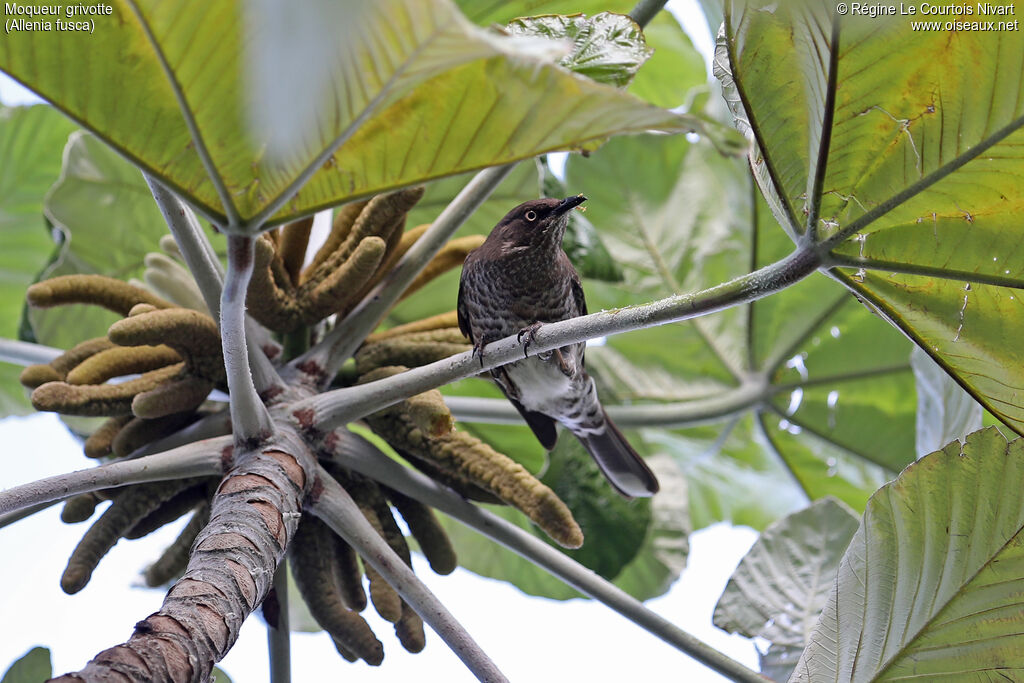 Scaly-breasted Thrasher