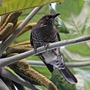 Scaly-breasted Thrasher