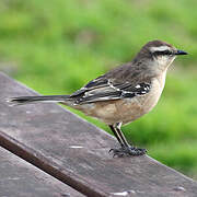 Chalk-browed Mockingbird