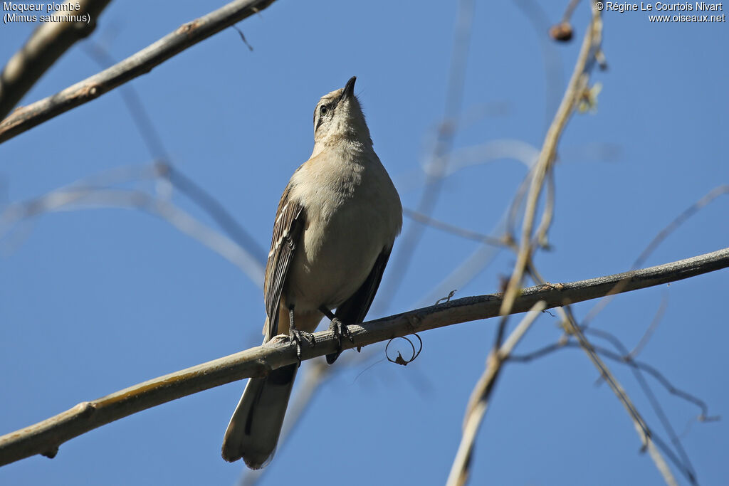 Chalk-browed Mockingbird