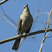 Chalk-browed Mockingbird