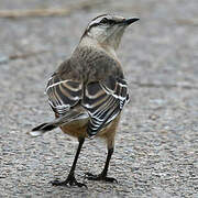 Chalk-browed Mockingbird