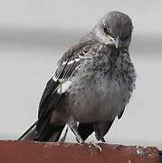 Northern Mockingbird