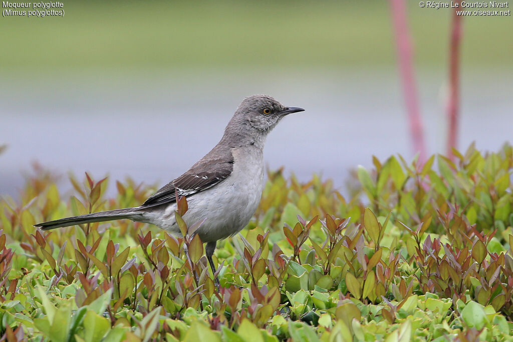 Northern Mockingbird