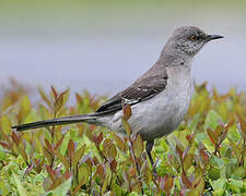 Northern Mockingbird