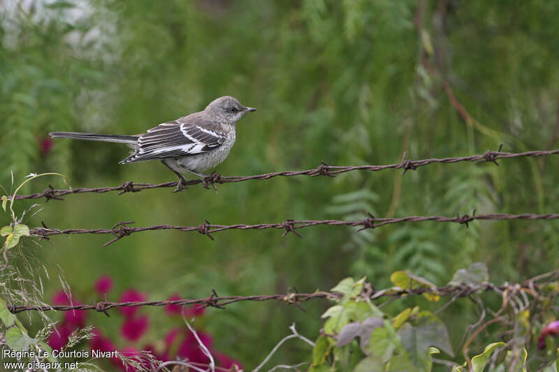 Northern Mockingbirdjuvenile, identification