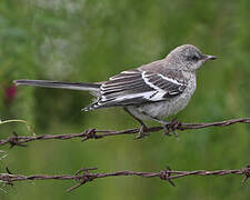 Northern Mockingbird