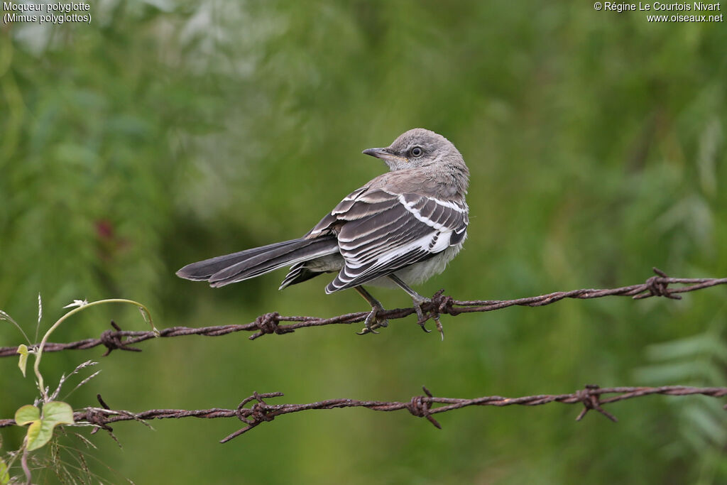 Northern Mockingbird