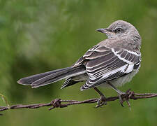 Northern Mockingbird