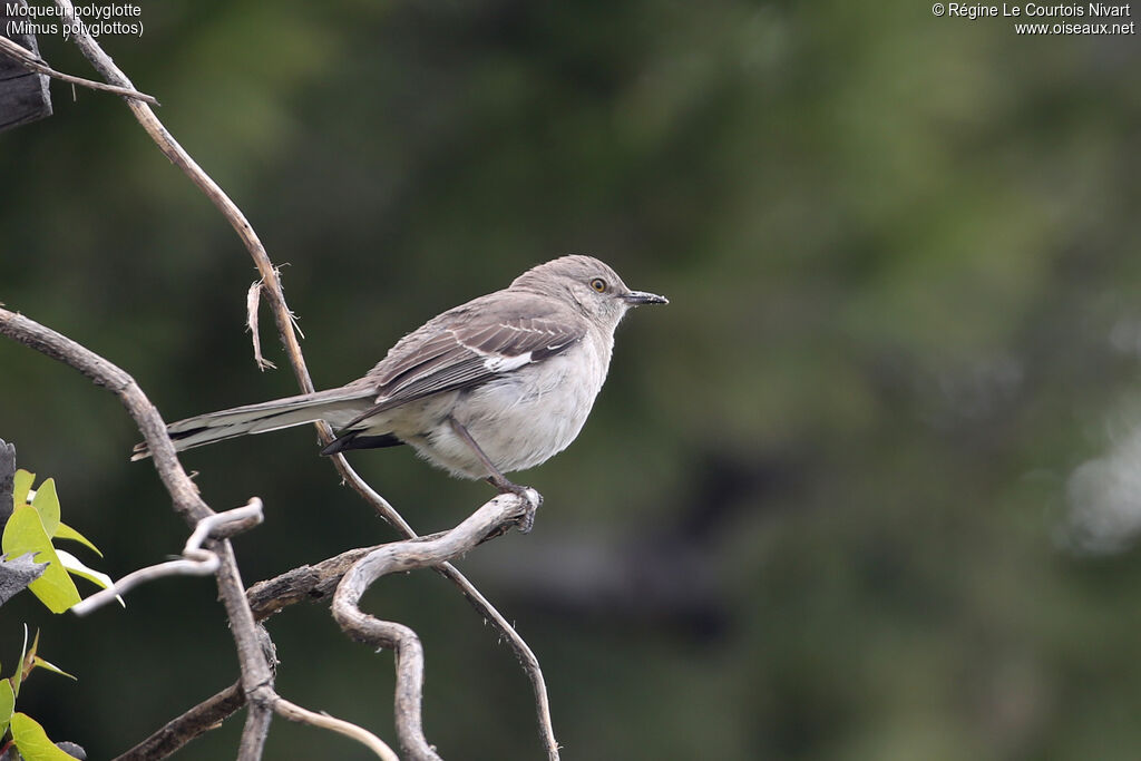 Northern Mockingbird