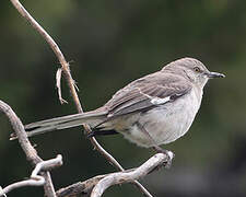 Northern Mockingbird