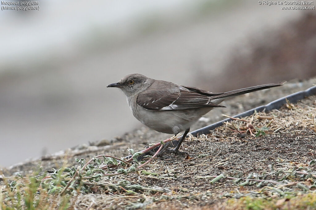 Northern Mockingbird