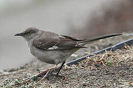 Northern Mockingbird