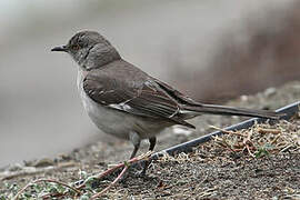 Northern Mockingbird