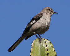 Northern Mockingbird