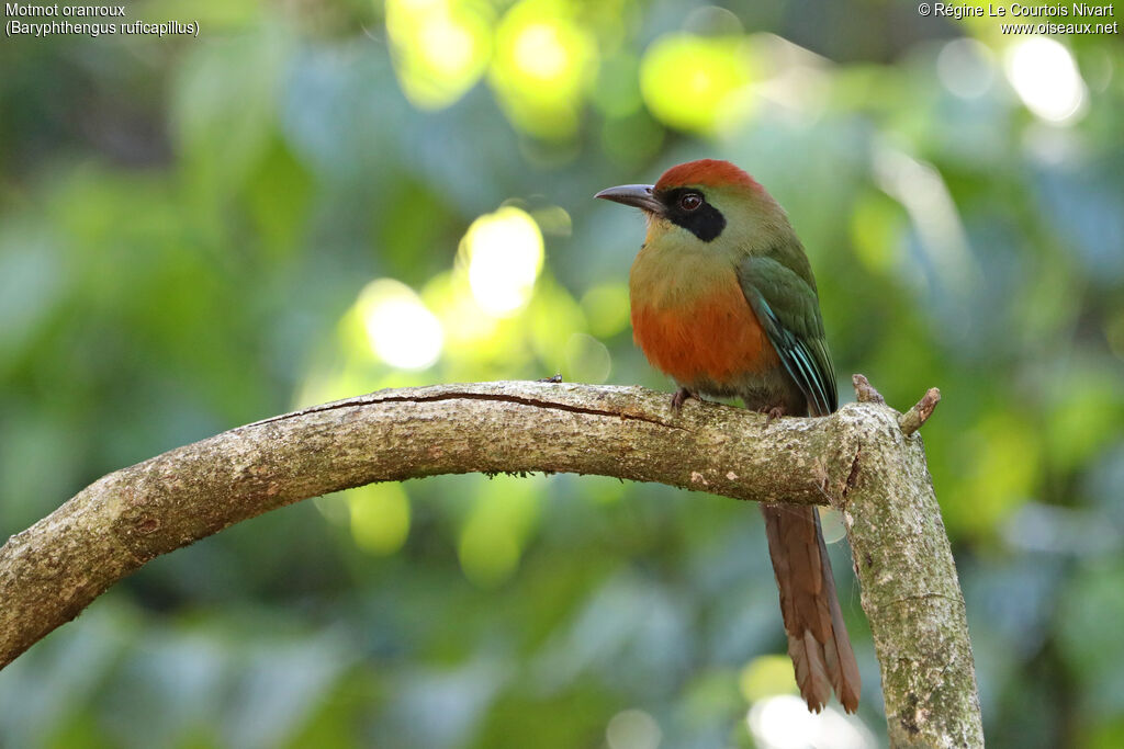 Motmot oranroux
