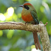 Motmot oranroux