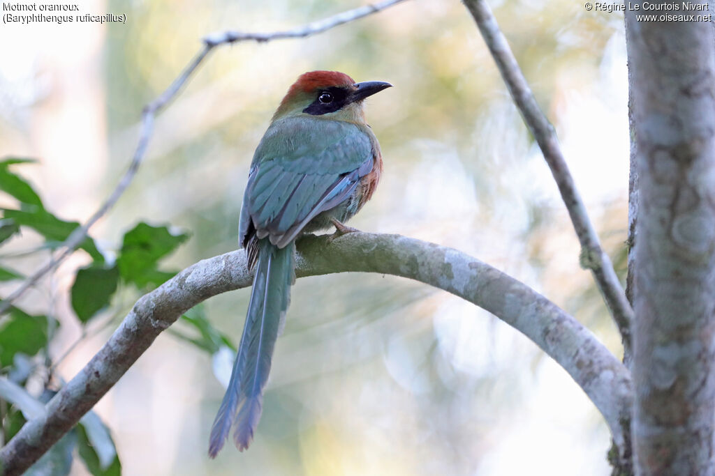 Motmot oranroux