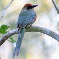 Motmot oranroux