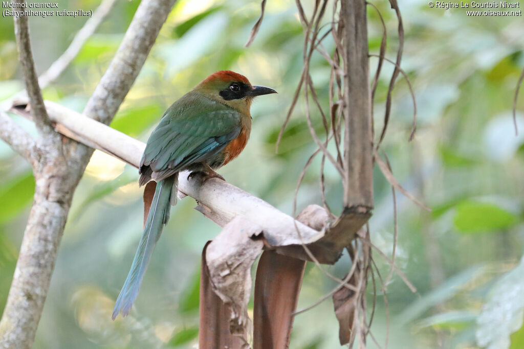 Motmot oranroux