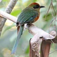 Motmot oranroux